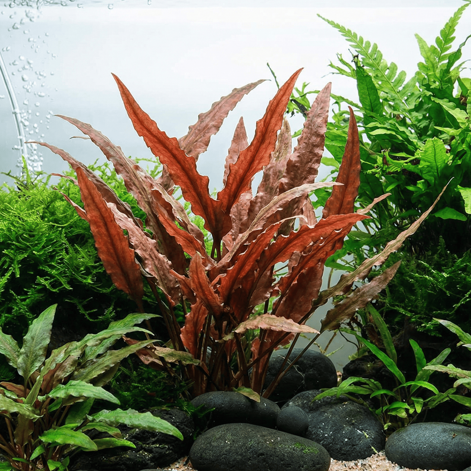 Cryptocoryne undulatus 'Red' (Red Undulated Cryptocoryne)